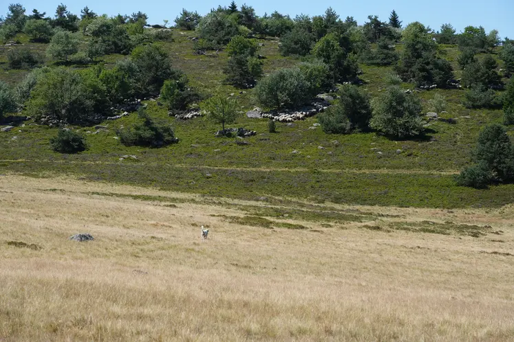 Estive Monts du Forez.