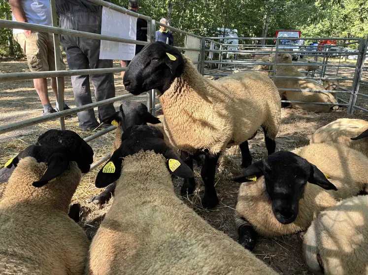 moutons Suffolk