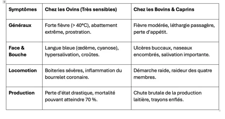 Les symptômes cliniques de la FCO3 chez les ruminants