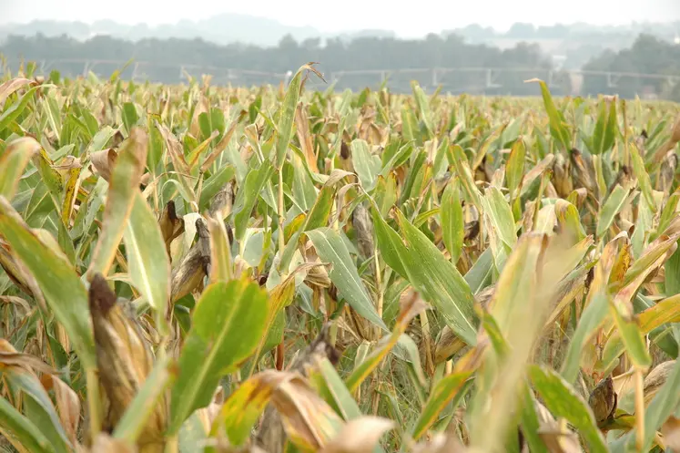 Le remplissage des grains de maïs pourrait être insuffisant, entraînant une baisse de la teneur en amidon et donc de la valeur énergétique des ensilages.