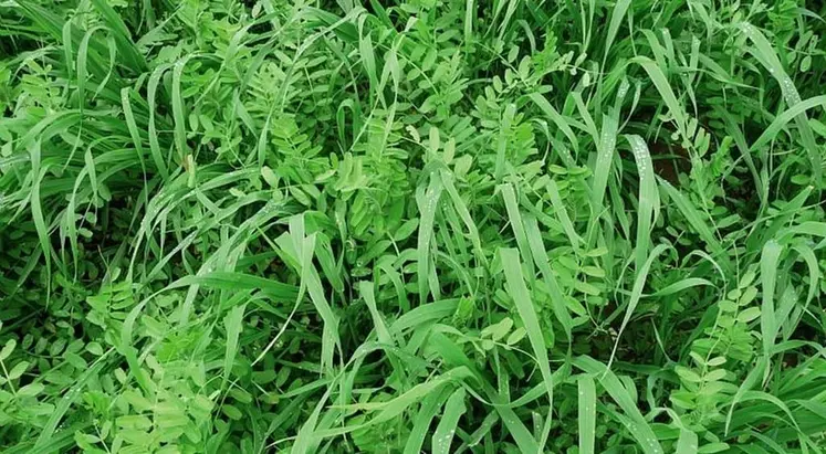 Couvert végétal avoine + vesce