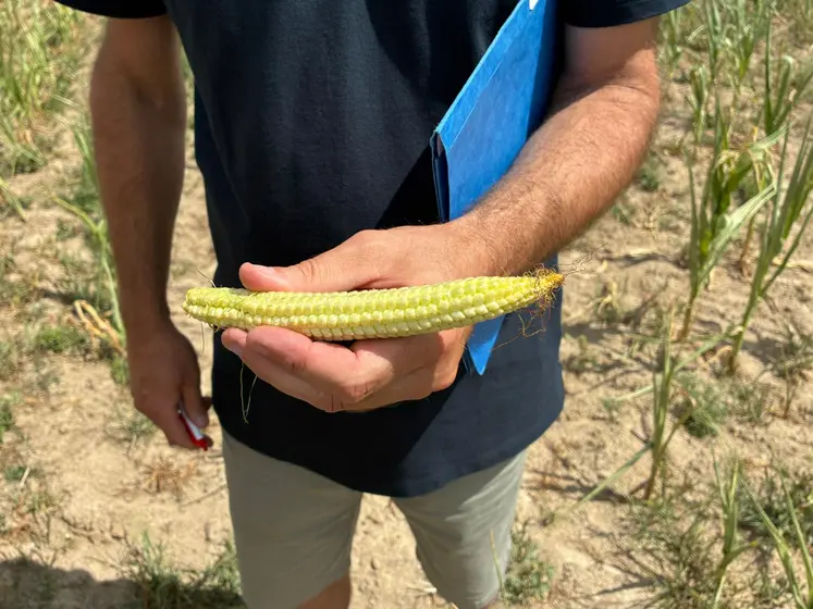 Au GAEC des Chalots, à Lusigny, les maïs sont verts