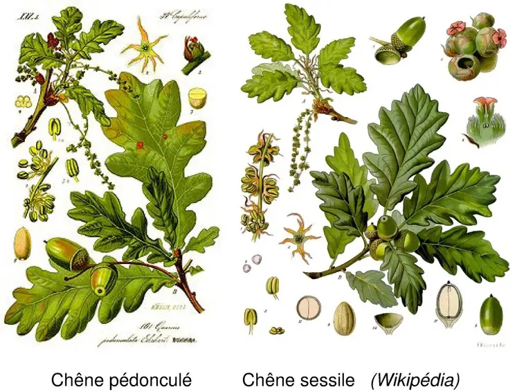 Trois variétés de chêne présentent de la toxicité pour les animaux, les chênes pédonculés (les plus toxiques), sessiles et rouvres, les deux premiers étant de loin les plus fréquents. La diagnose d’espèce peut être compliquée du fait d’hybridation fréquente entre les espèces.