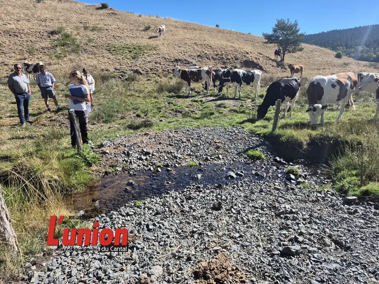 Des personnes face à des vaches.