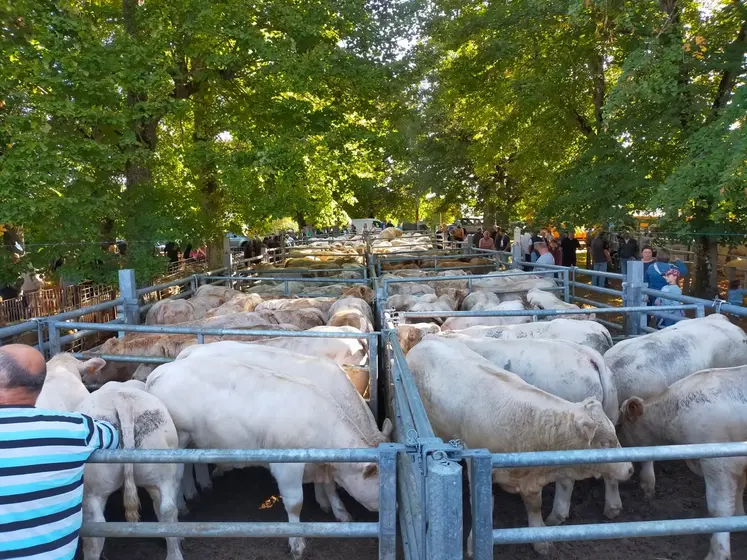 Foire aux broutards 2025 de Marcillat-en-Combraille