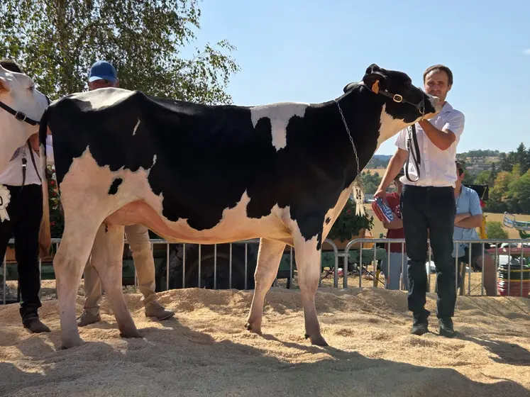 Prim'Holstein en concours