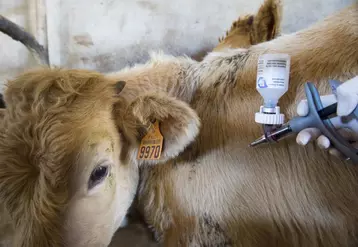 La vaccination précoce des animaux reste la principale mesure de prévention de la FCO