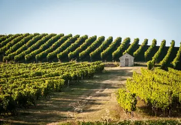 Un paysage traditionnel du vignoble de Saint-Pourçain.