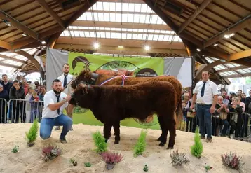 Marylou du Gaec Chavenon devient la nouvelle Championne du National Salers 2022 en Corrèze