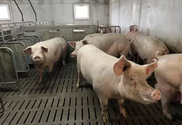 Pour le moment, dans la région, les effectifs de porcs se maintiennent.