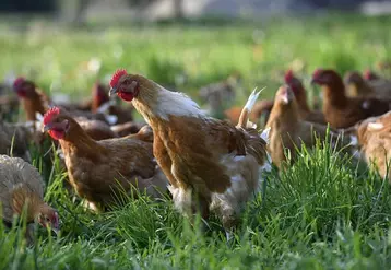 Les ventes de volailles fermières d’Auvergne ont progressé de 2,4% en 2021.