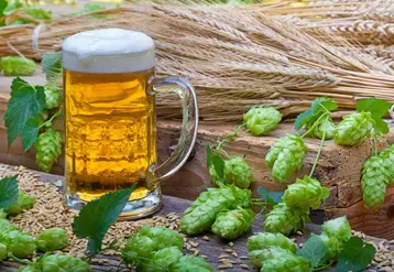 Orge, houblon, eau et levure, il n'en faut pas plus pour faire une bonne bière (l'abus d'alcool est dangereux pour la santé.)