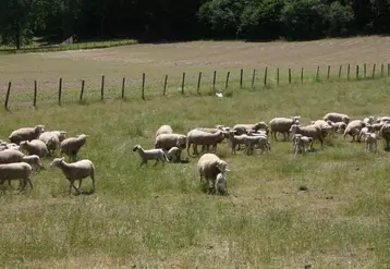 Limovin devient la 12e section territoriale du groupe coopératif Sicarev.