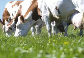 Au 1er janvier 2015, 100% des vaches des producteurs devront être nées et élevées sur la zone pour bénéficier de l'Appellation.