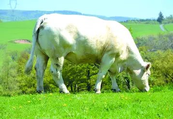 En charolais des systèmes naisseurs en contexte herbager avec finition de femelles à l’herbe.