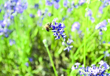 Cet été, les abeilles puydômoises ont eu suffisamment de nectar pour reconstituer leurs stocks hivernaux. 