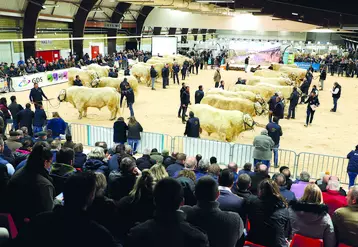 Ambiance lors de la finale nationale des concours de la race charolaise lors de l’édition 2021. 