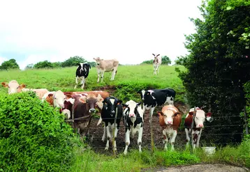 Les producteurs de lait attendent des revalorisations importantes du prix du lait.