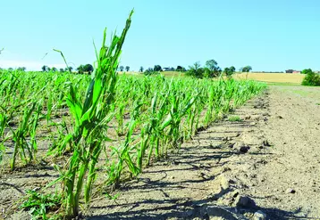 L'État gèrera directement le versement de l'indemnisation publique pour pertes catastrophiques aux agriculteurs n'ayant pas assuré leurs cultures. 