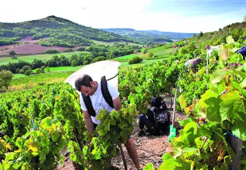 L'Auvergne est le 1er vignoble de France, avec ses 400 ha de vignes plantées au pied de la Chaîne des puys.