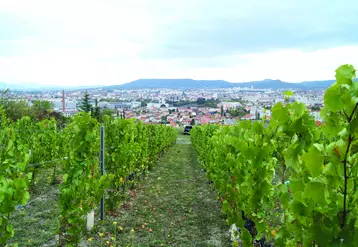 La cartographie du vignoble devrait permettre de préserver et de développer les surfaces