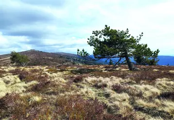 Le prochain Plan Pastoral Territorial sera ouvert sur le territoire du Livradois-Forez dans le second semestre 2023 et accompagnera, entre autres, la reconquête pastorale du Col du Béal.