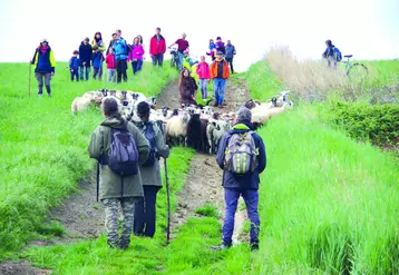 Une promenade de 8 km aux côtés des brebis était organisée pour sensibiliser le grand public aux intérêts du pastoralisme.