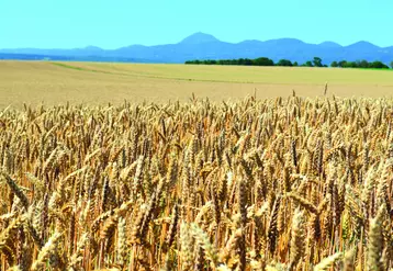 Sur les cinq dernières années, le rendement moyen en blé a diminué de 10% en Limagne en raison, principalement, des accidents météorologiques. 