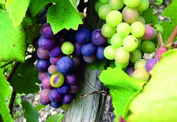 La véraison est bien entamée dans les vignobles du Puy-de-Dôme.