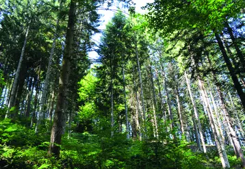 L'uniformisation de la forêt serait un danger à sa résilience face au changement climatique. 