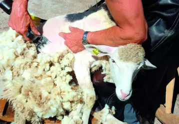 Le prix actuellement payé au producteur pour la laine brute (0,20 €/kg) « ne permet pas de couvrir les frais de tonte », selon le rapport.