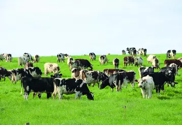 La décapitalisation du cheptel bovin français entraîne une baisse de la production. 