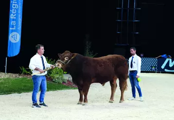 Tempo P, jeune taureau hétérozygote sans cornes a été adjugé 17 100 euros lors de la vente aux enchères Interlim. 