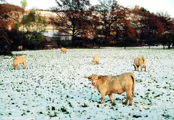 Même couvertes de quelques centimètres de neiges, l'herbe reste appétante pour les animaux, à condition qu'elle soit bien verte.