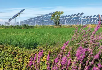 Prairie fleurie couverte par des panneau photovoltaïques sur pieds.