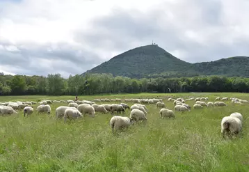 Moutons qui pâturent au pied du Puy de Dôme. Pratique de l'estive, du pastoralisme et de la transhumance.