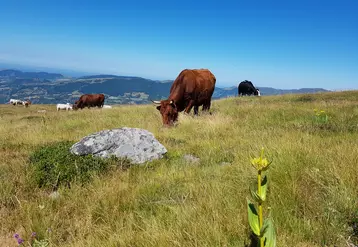 L'élevage herbager répond aux ambitions de la future PAC.