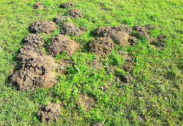 Ravage de campagnols terrestres dans les prairies