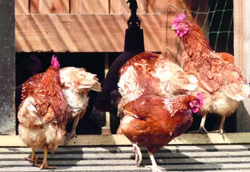 Groupe de poules