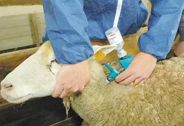 Même si la situation française concernant la FCO reste plutôt favorable, la vaccination est recommandée.