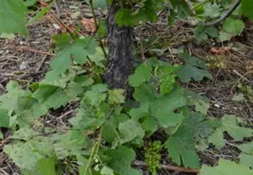 Sur la commune de Gergovie, après le violent orage du samedi 30 juin,  les feuilles de vignes jonchent le sol accompagnées par quelques grappes. 2 à 3 semaines seront nécessaires pour quantifier les dégâts.