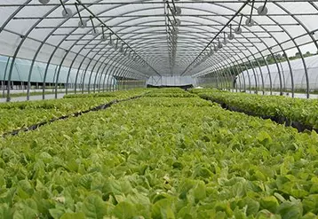 Les plantations de tabac en Limagne et Bourbonnais se terminent et relancent cette année encore une production que l’on pensait perdue.