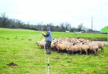 Troupeau de moutons