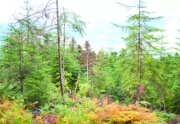 Forêt qui dépérit de Celle-sur-Durolle, au cœur des Bois Noirs