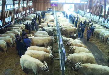 Concours Charolais à Saint-Gervais d’Auvergne