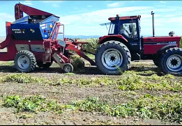 Les haricots rouges et blancs ont offert une moyenne de rendement correcte. La lentille verte a obtenu un rendement moyen. 