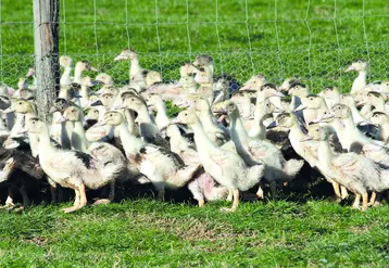 Groupe de volailles