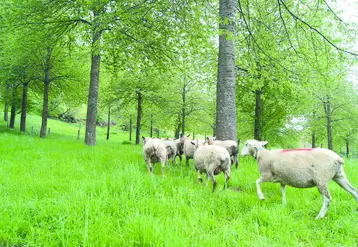 Troupeau de moutons