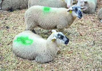 Agneaux dans une bergerie