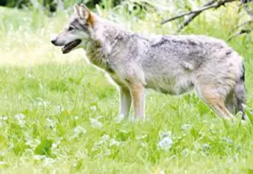 Les attaques du loup sur un élevage sont très souvent vécues comme un véritable traumatisme pour l’éleveur.